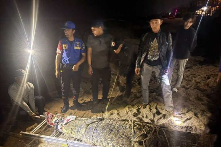 Buaya Muara 3 Meter Ditangkap di Sungai Cihara