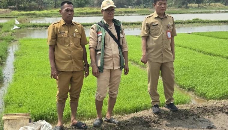 DPKP Tangerang Uji Coba Tanam Padi Sistem Tabela