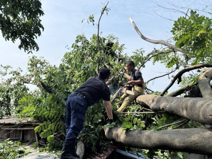 Pohon Rawan Tumbang? Warga Bisa Lapor