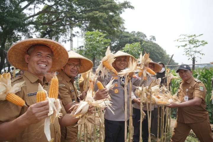 Panen Jagung di Batuceper, Dukung Swasembada 2026